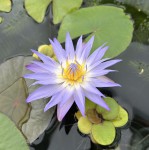Nymphaea micrantha probably_g_resize.jpg