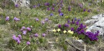 Iris pumila Mikulov duben 2025_p_resize2.jpg