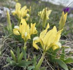 Iris pumila Mikulov duben 2025_g_resize.jpg