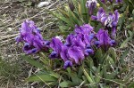 Iris pumila Mikulov duben 2025_m_resize2.jpg