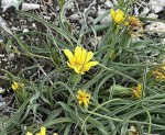 Scorzonera austriaca Mikulov duben 2025_resize.jpg