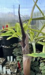 Amorphophallus barbatus AGA-2309-01 #998_2025_c_resize.jpg