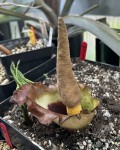 Amorphophallus eichleri #718_2025_c_resize.jpg