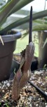 Amorphophallus impressus #500_2025_c_resize.jpg