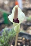 Amorphophallus ongsakulii AGA-1534-01 #651_2025_a_resize.jpg