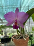 Sc. Rose Pixie 'Pinafore'_2025_d_resize.jpg