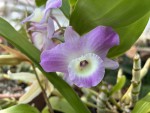 Dendrobium Yamamoto hybrid #122_2025_g_resize.jpg