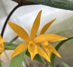 Cattlianthe 'Trick or Treat'_2025_d_resize.jpg