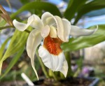 Coelogyne 'Orange Fire Lip' #101_2025_c_resize.jpg