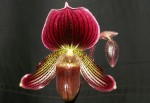 Paph. Warden  x  fairrieanum.jpg