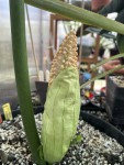 Taccarum weddelianum #436_2025_c_resize.jpg