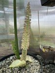 Taccarum weddelianum #436_2025_i_resize.jpg