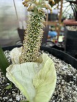 Taccarum weddelianum #436_2025_f_resize.jpg