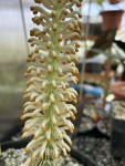 Taccarum weddelianum #436_2025_g_resize.jpg