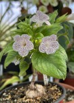 Sinningia guttata #794_2025_c_resize.jpg