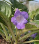 Sinningia speciosa Buzios MP728 #768_2025_d_resize.jpg