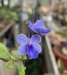 Rotheca myricoides_2025_b_resize.jpg