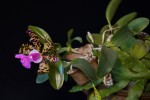 C.aclandiae -.jpg