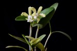 C. tigrina ( leopoldi) var. alba.jpg