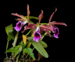 Cattleya tenebrosa cv. Valpota 's Night.jpg
