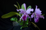 Cattleya warneri.jpg