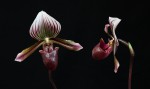 Paph. barbatum-.jpg