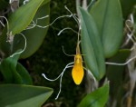 Restrepia brachypus yellow.jpg
