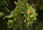 Lepanthes escobariana.jpg