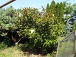 Magnolia grandiflora.jpg