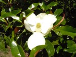 Mag. grandiflora.jpg