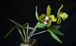 Cattleya schofieldiana.jpg
