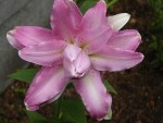 Lilie LOTUS JOY - lilium.jpg
