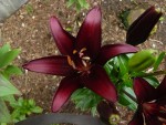 Lilie NIGHT RIDER - lilium.jpg