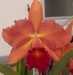 IMG_1592.jpg