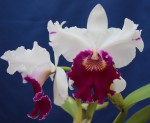 Lc. Longriver Compton ,Golden Star, FCC.jpg