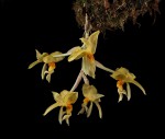 Stanhopea graveolens.jpg