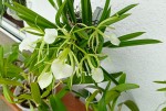 B. nodosa.jpg
