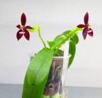 Phal. cornu-cervi f. chattaladae.jpg