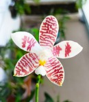 Phal. Double Shot.jpg