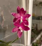 Phal. speciosa 'Blue Red'.jpg
