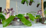 Phal. speciosa 'Mauve'.jpg