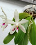 Phal. speciosa 'Spot'.jpg