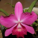 Pot. Ruby Ace ,Abe,   x  Lc. Irene Teo Lai Kheng ,Little Fireball,.jpg