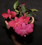 Sophronitis wittigiana.jpg