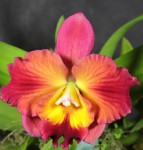 Lc. Irene Teo Lai Kheng , Little Fireball,  x  Pot. Burana Angel , Hsinying, 3 .jpg