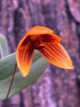 Bulbophyllum pardalotum.jpg