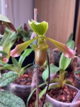 Paphiopedilum lunatum.jpg