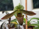 Paphiopedilum wardii.jpg