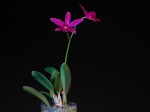Cattleya.jpg