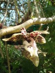 Stanhopea2.jpg